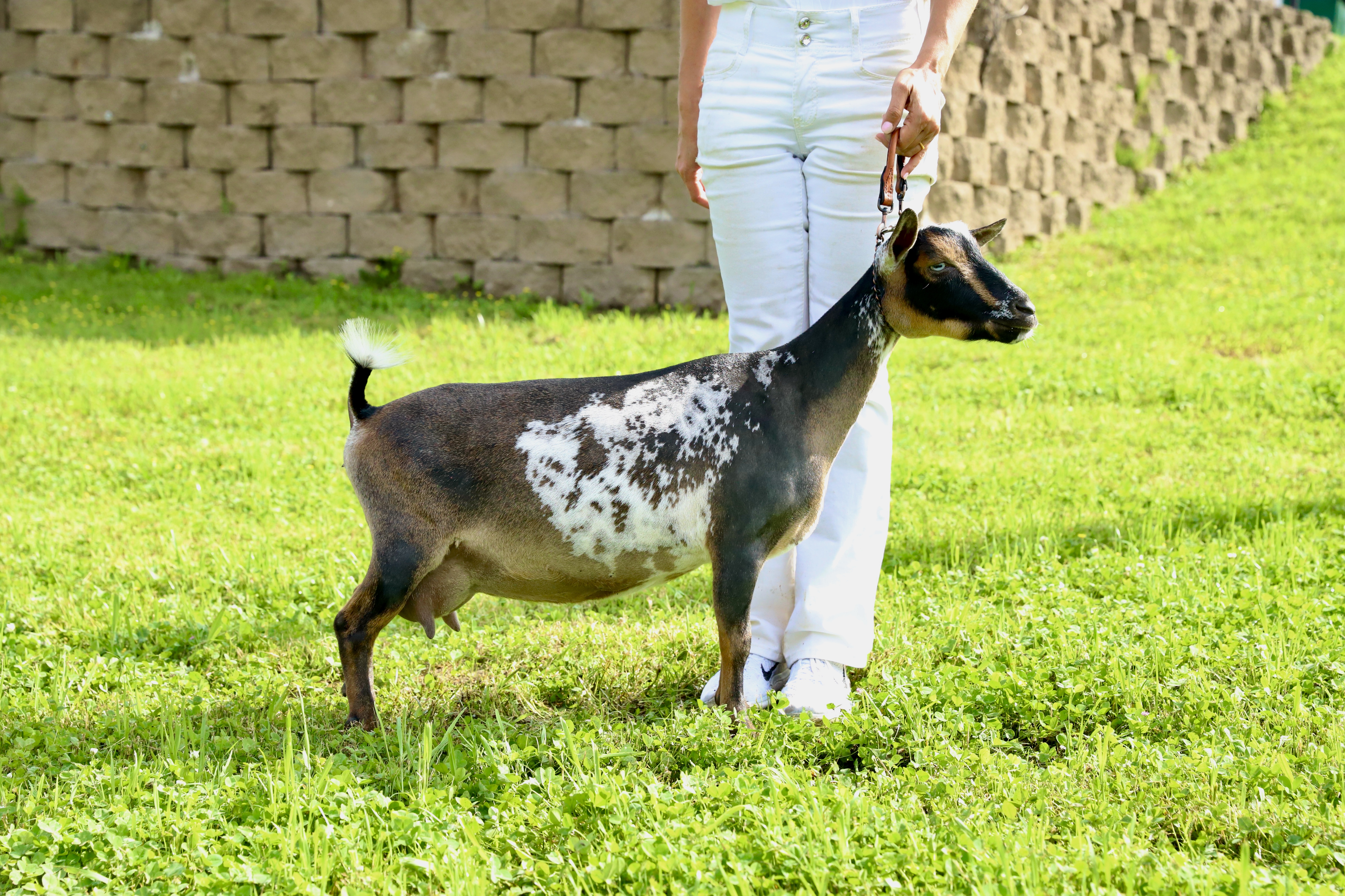 Shiny Farm Shiny – Mc6 Family Farm